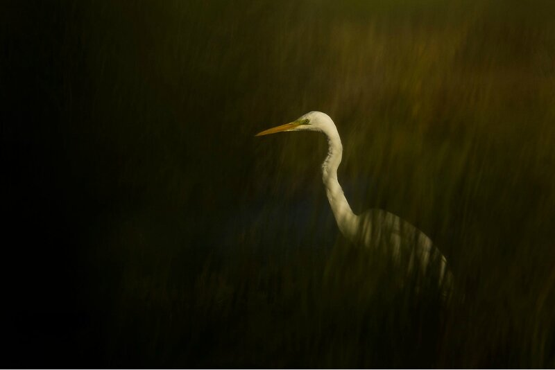 White Heron in Reeds