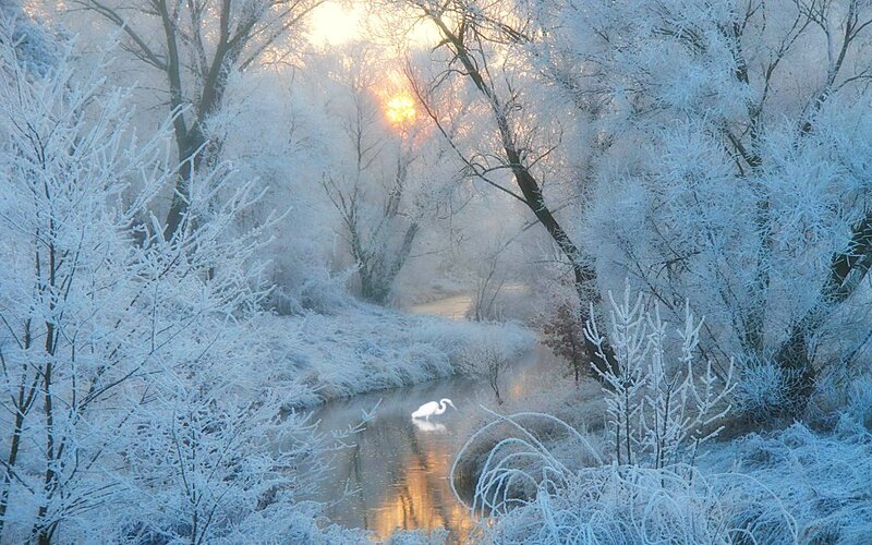 White Heron in River — Blue