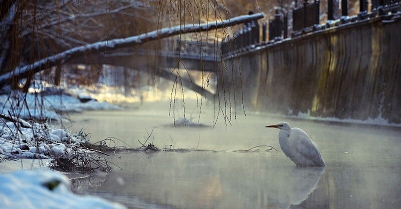 White Heron in River — Serene