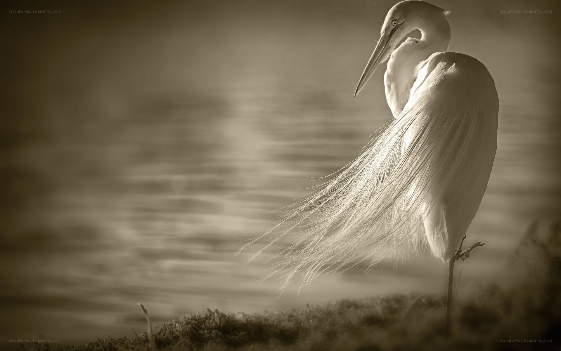 White heron in sepia