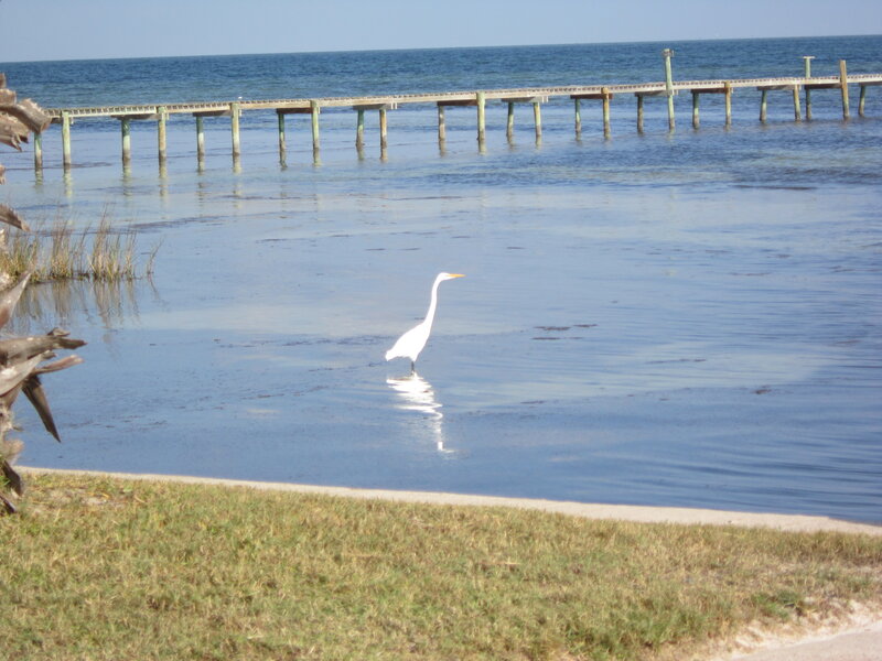White Heron in Water — Blue, Serene