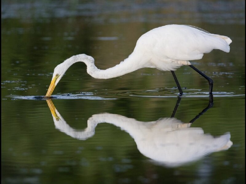 White Heron in Water — Serene, Photograph