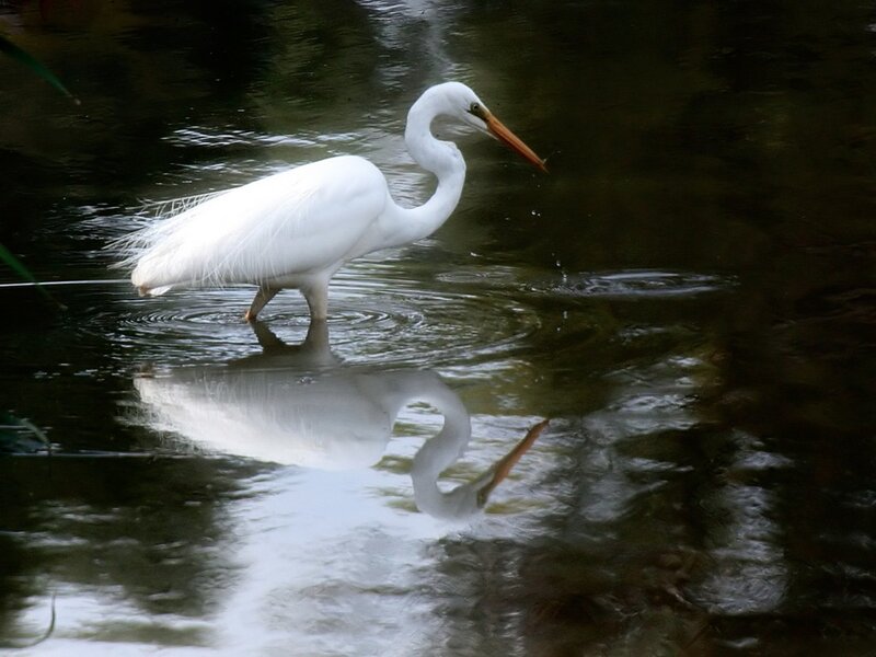 White Heron in Water — Serene