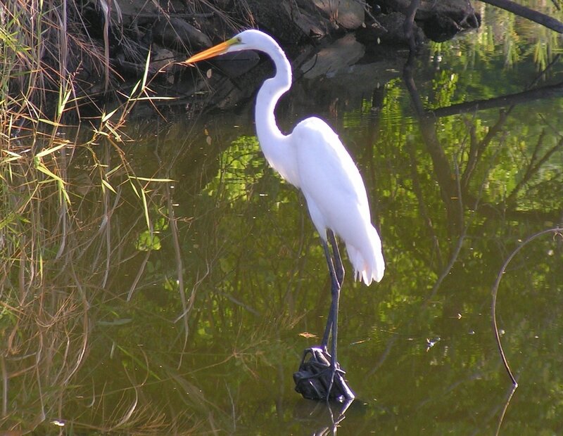 White Heron in Water