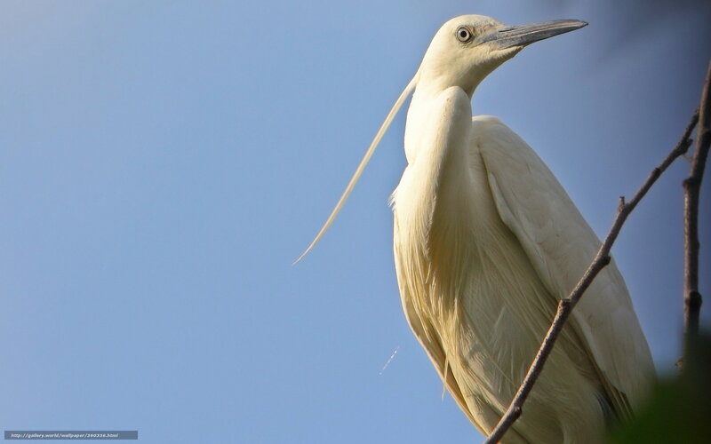 White heron on a branch