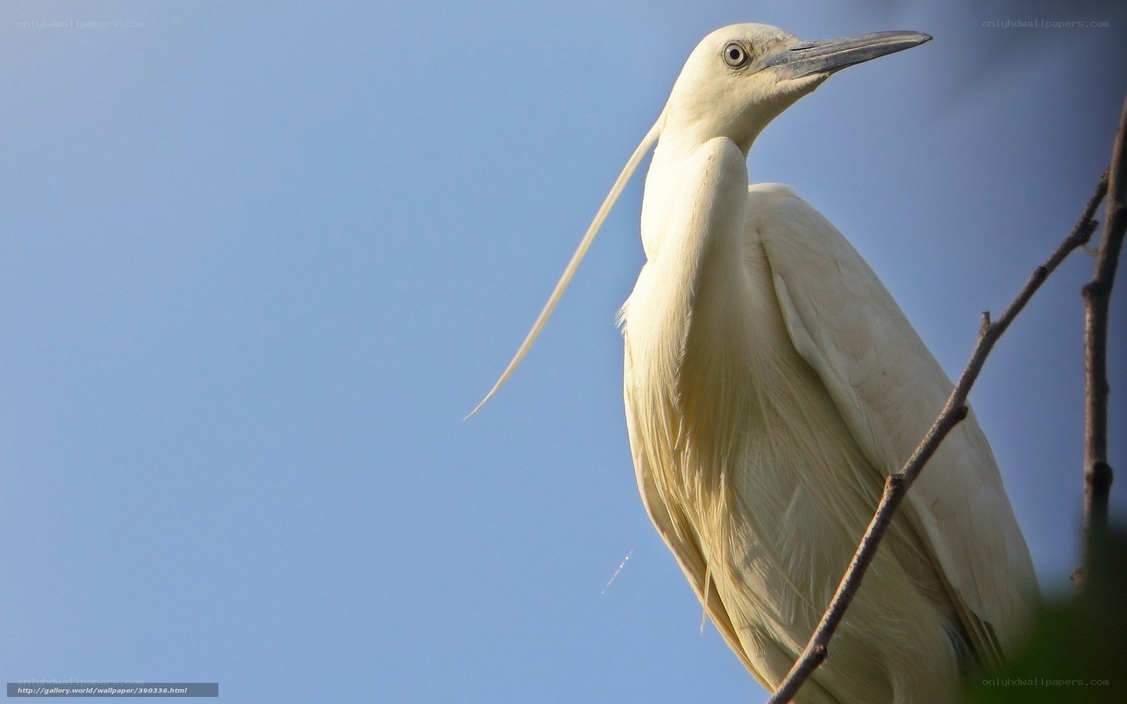White heron on a branch