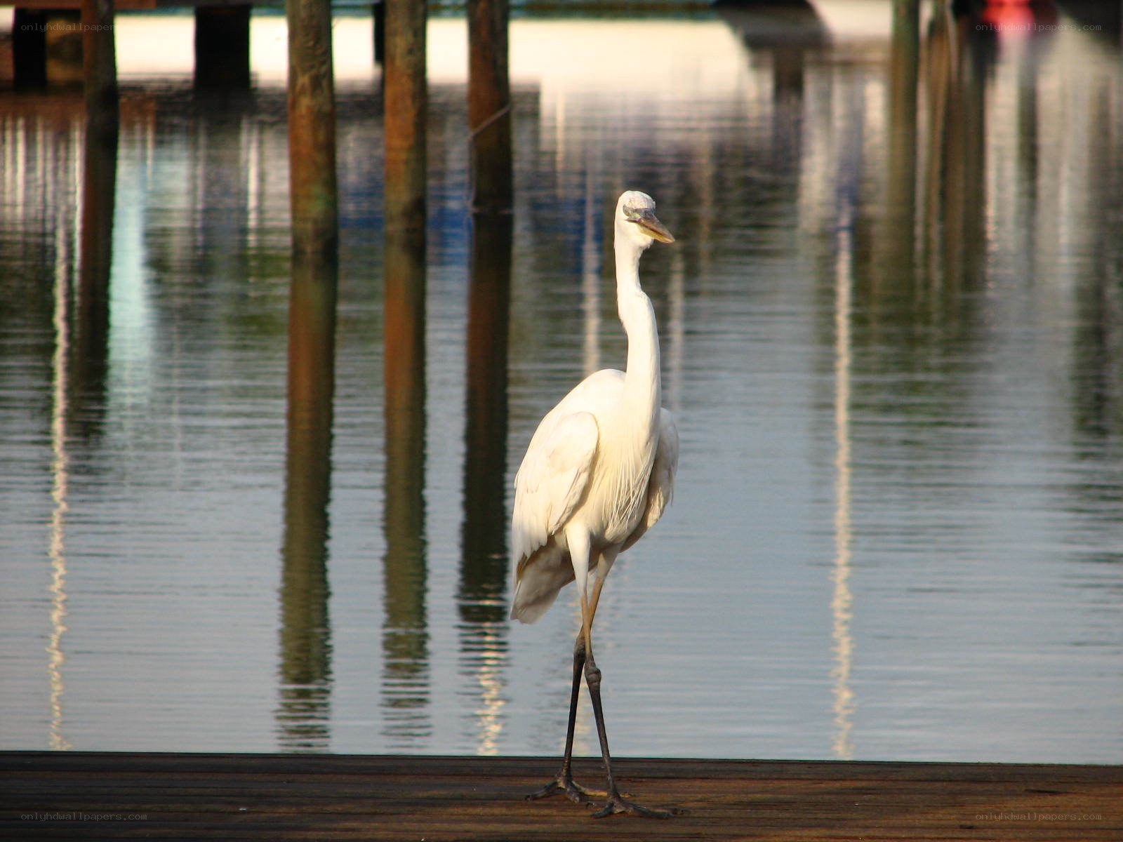 White heron on a dock