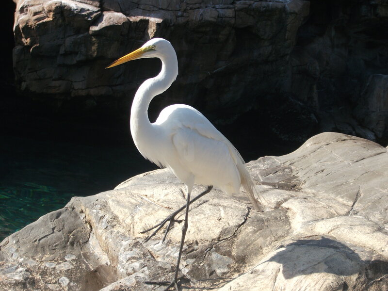 White heron on a rock