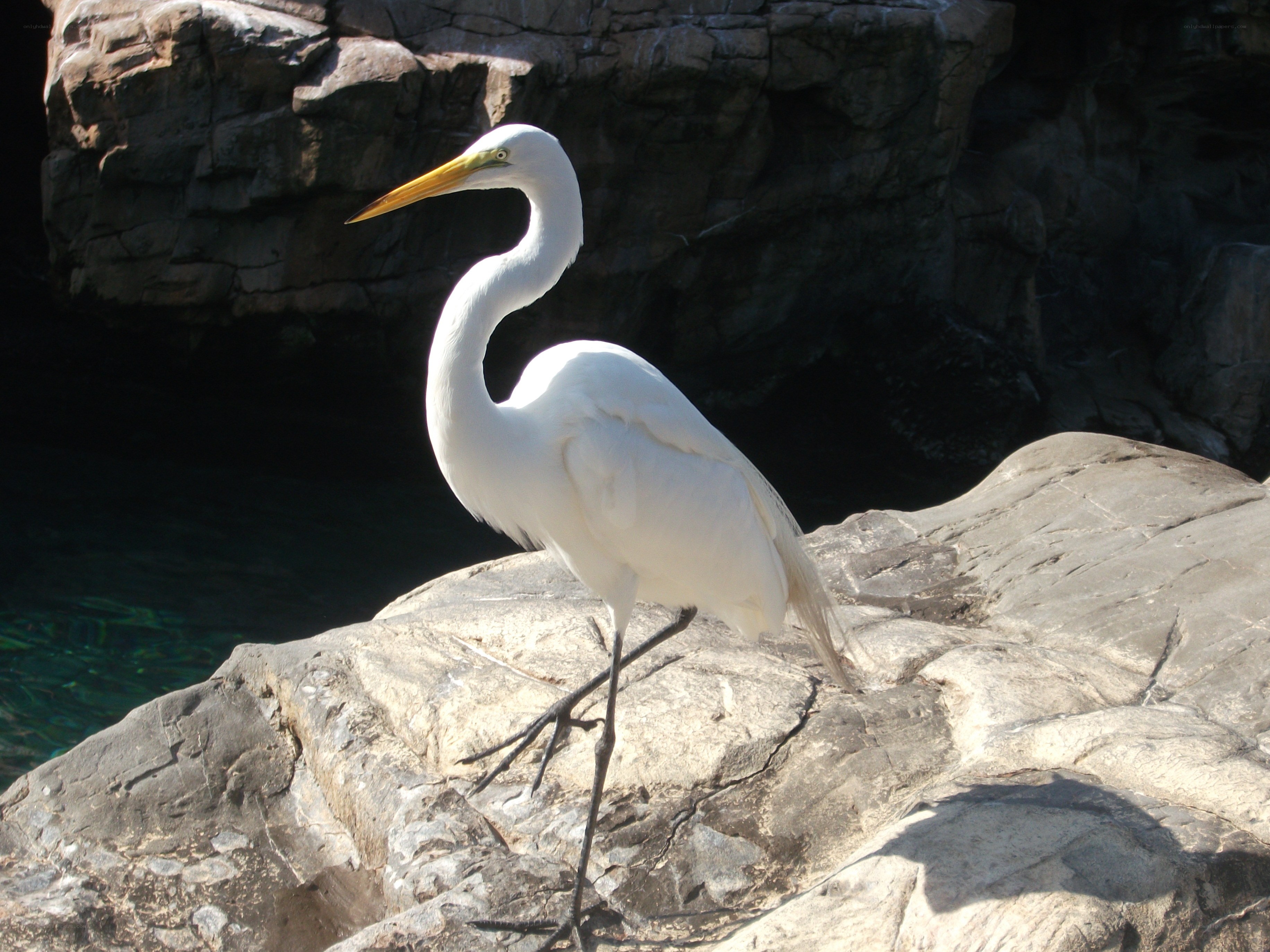 White heron on a rock