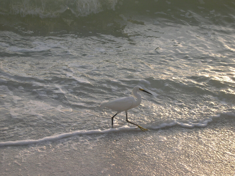 White Heron on Beach — Serene