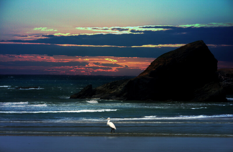 White Heron on Beach