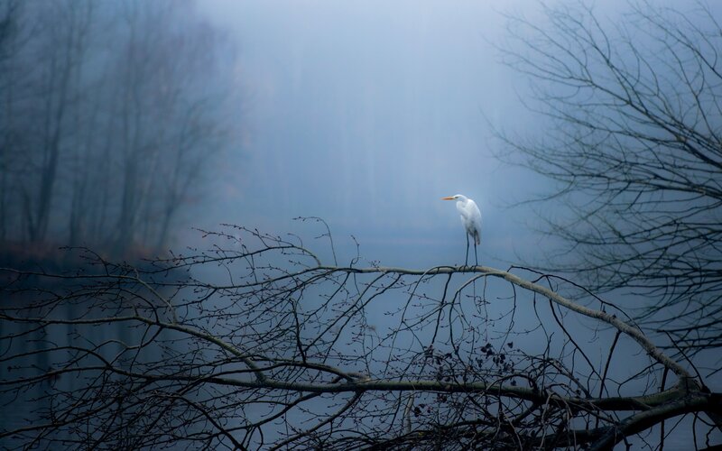White Heron on Branch — Blue