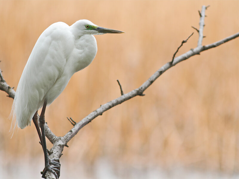 White Heron on Branch — Serene