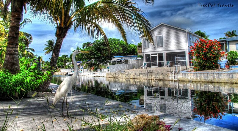 White Heron on Dock