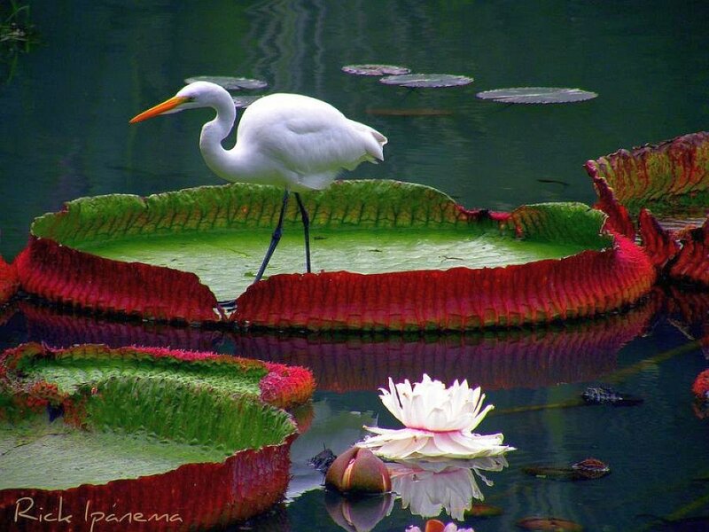 White Heron on Lily Pad