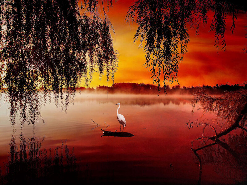 White Heron on Log — Red