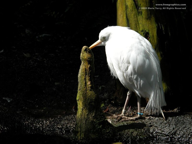 White Heron on Log