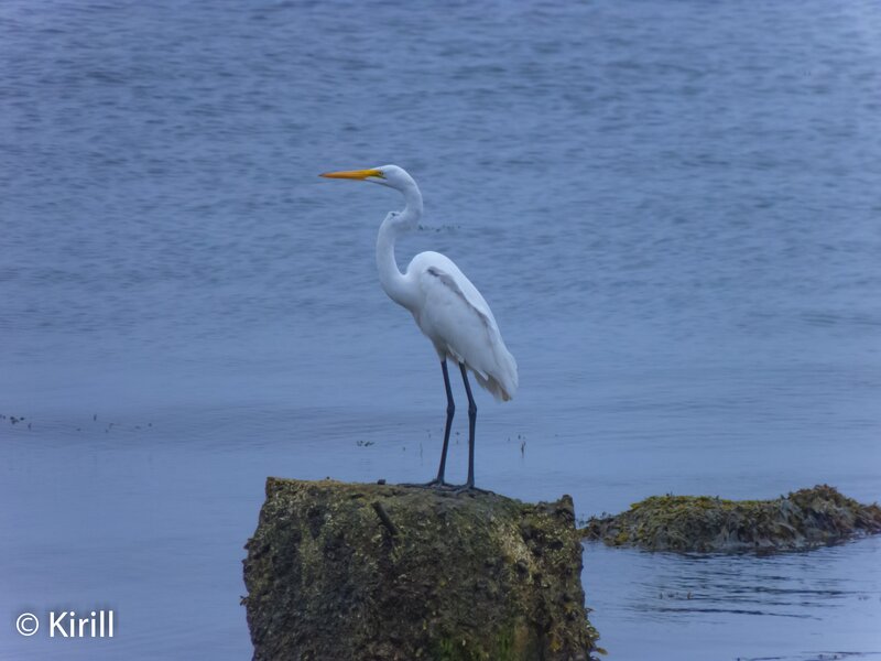 White Heron on Rock — Blue