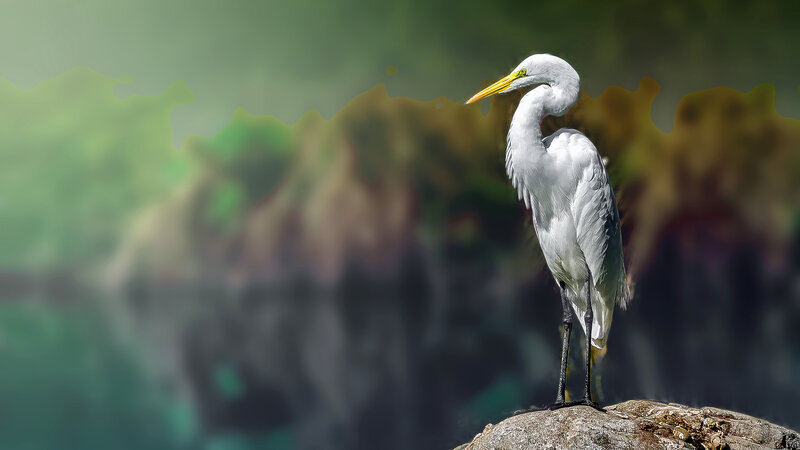 White Heron on Rock — Serene