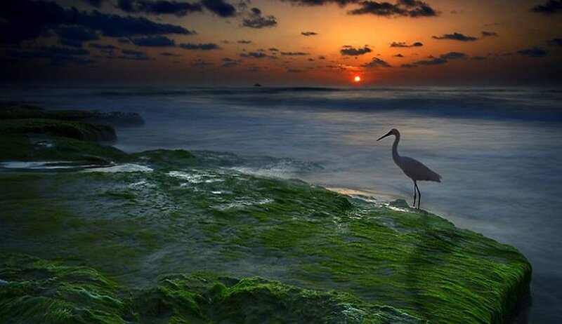 White Heron on Rock
