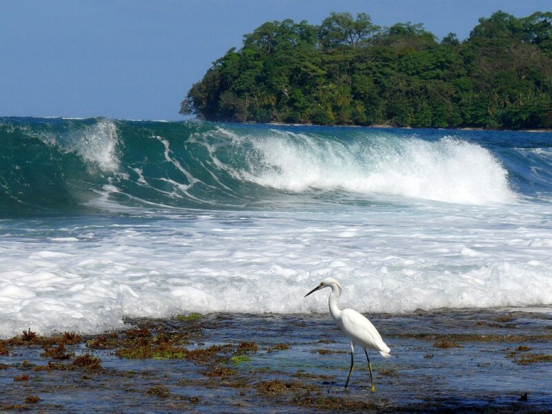 White Heron on Shore