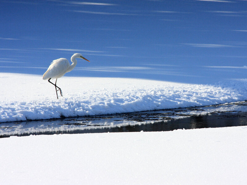 White Heron on Snow