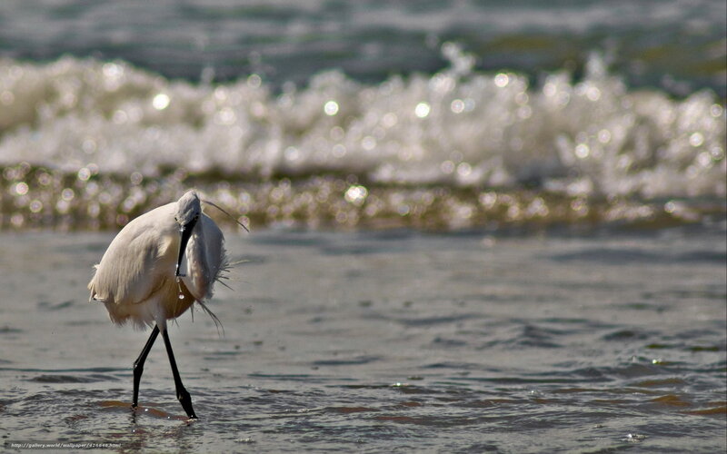 White heron on the beach