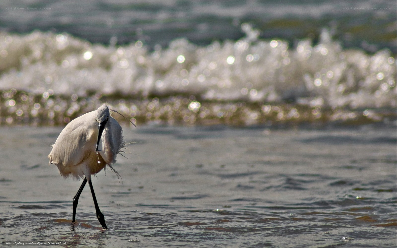 White heron on the beach