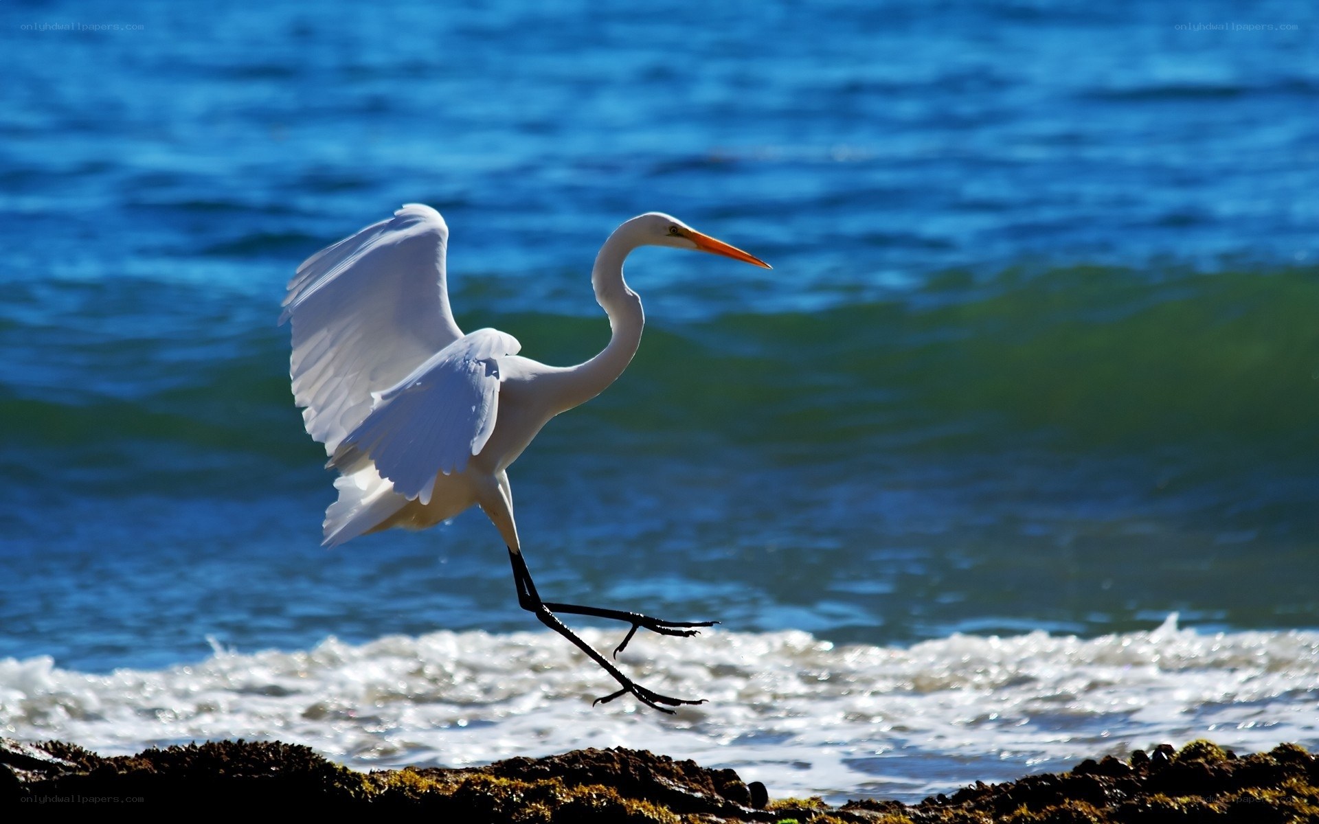 White heron on the shore