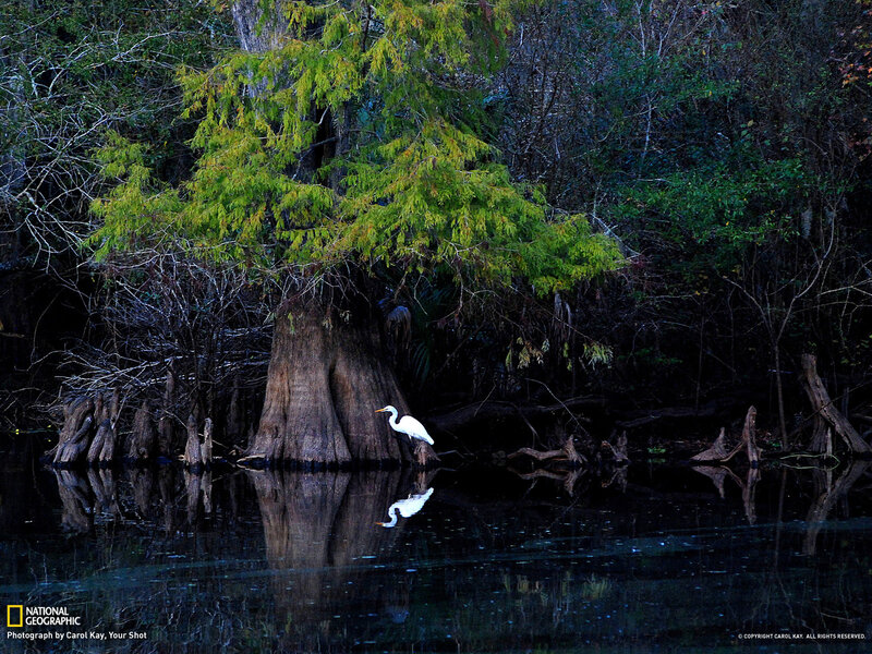 White Heron on Tree