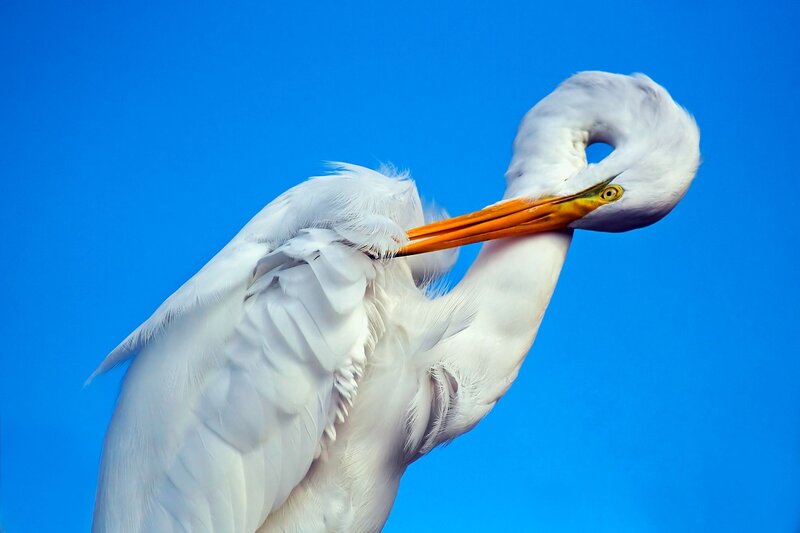 White heron preening feathers