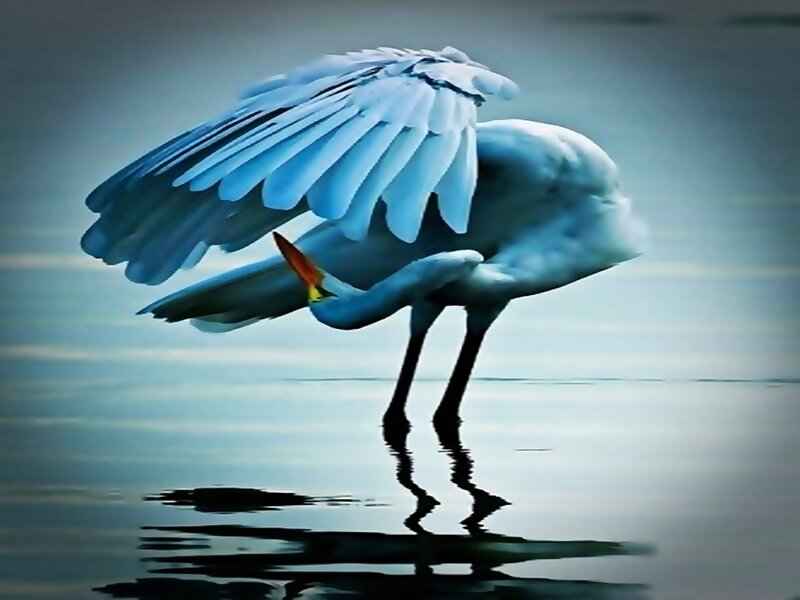 White Heron Preening