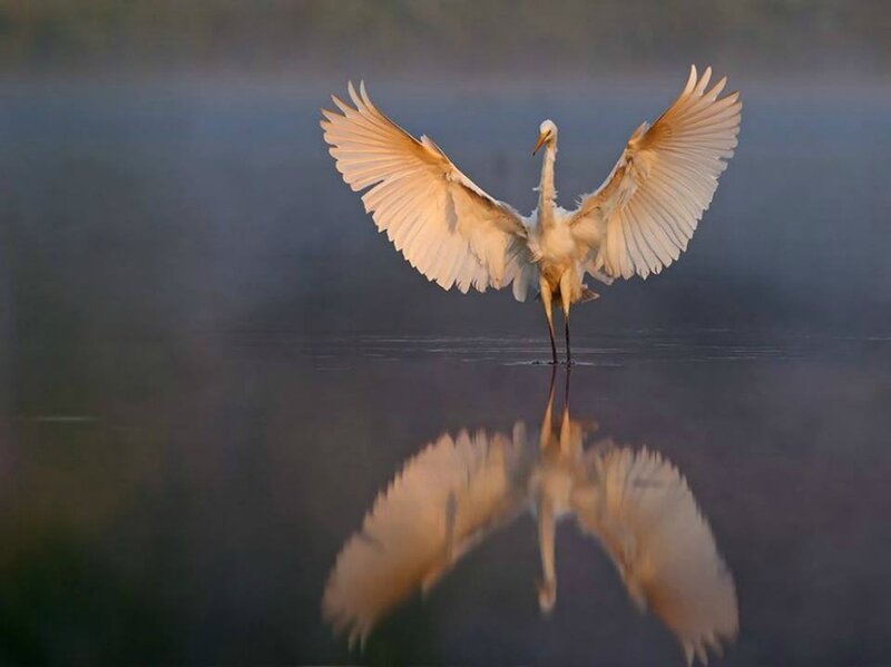 White Heron Spreading Wings — Serene