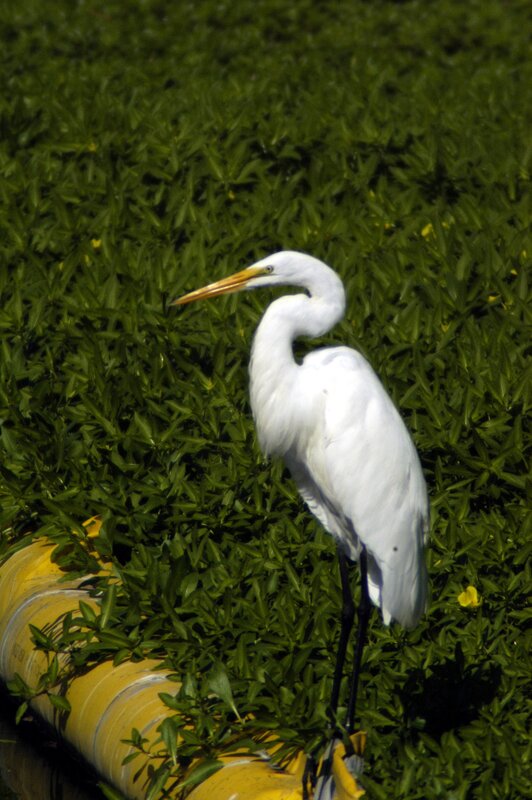 White Heron Standing