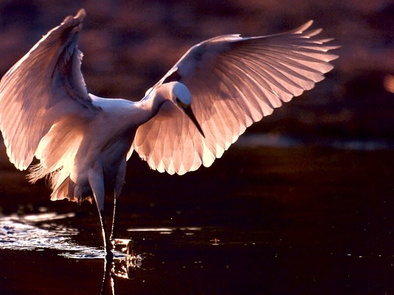 White heron with wings spread