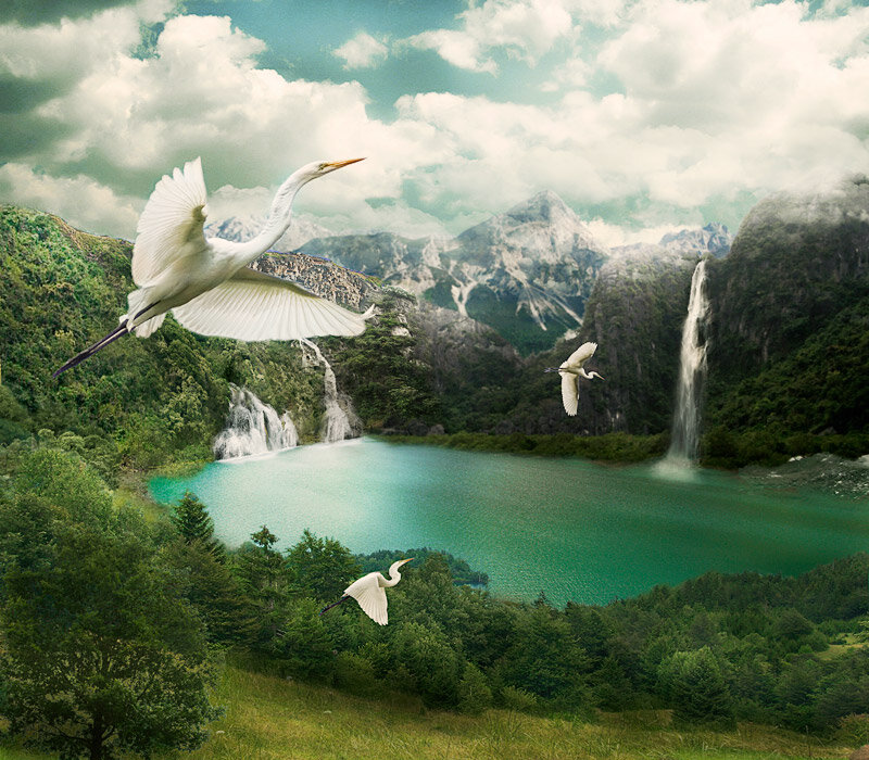 White Herons Flying