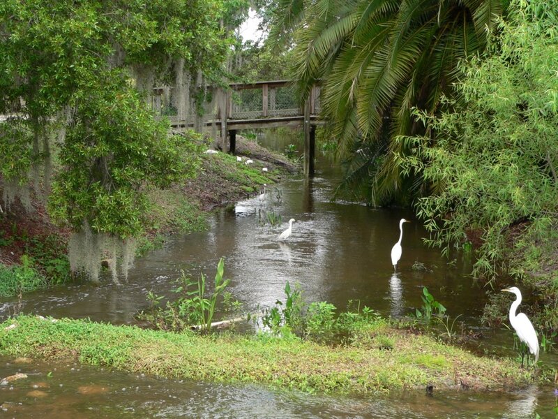 White Herons in a Creek