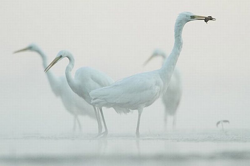 White Herons in Fog