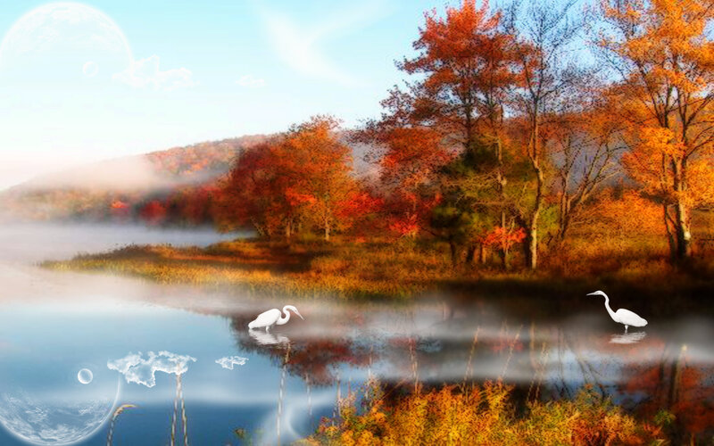 White Herons in Lake