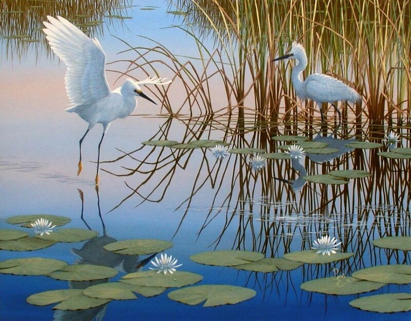 White Herons in Pond