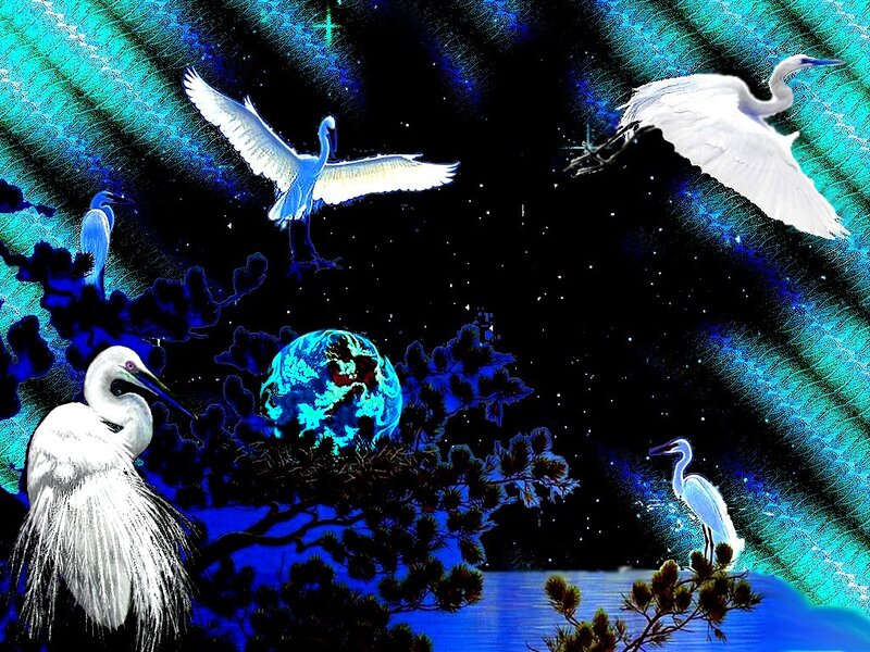 White Herons in Space
