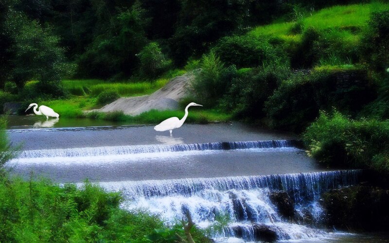 White Herons in Stream