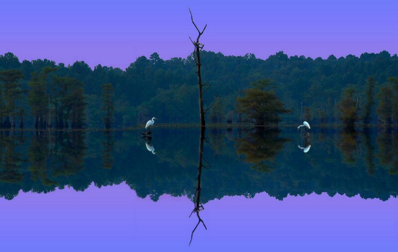 White Herons in Swamp