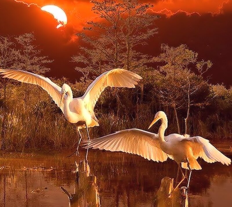 White Herons in Water