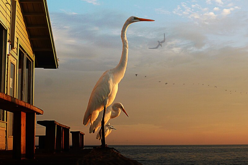 White Herons on Pier
