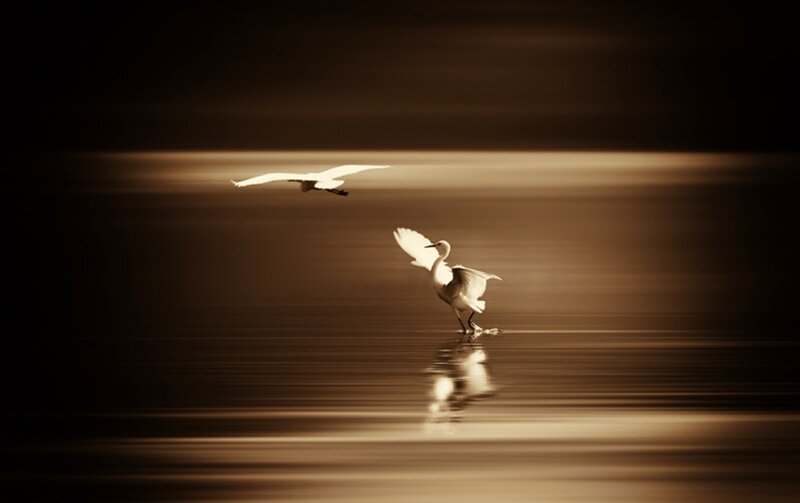 White Herons on Water
