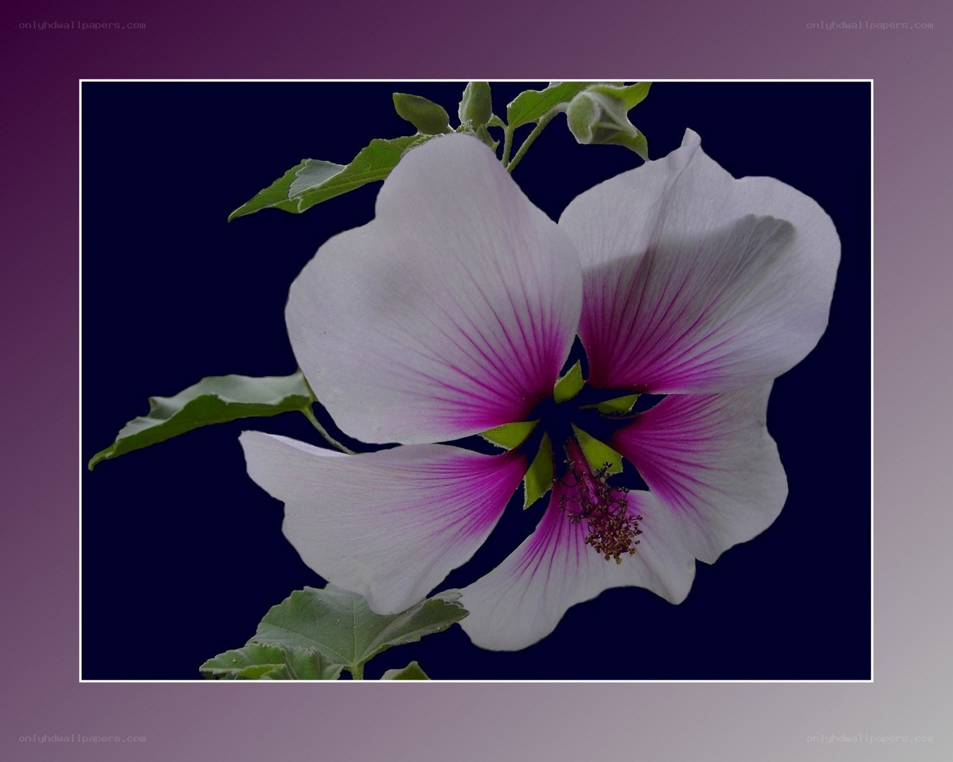 white hibiscus flower