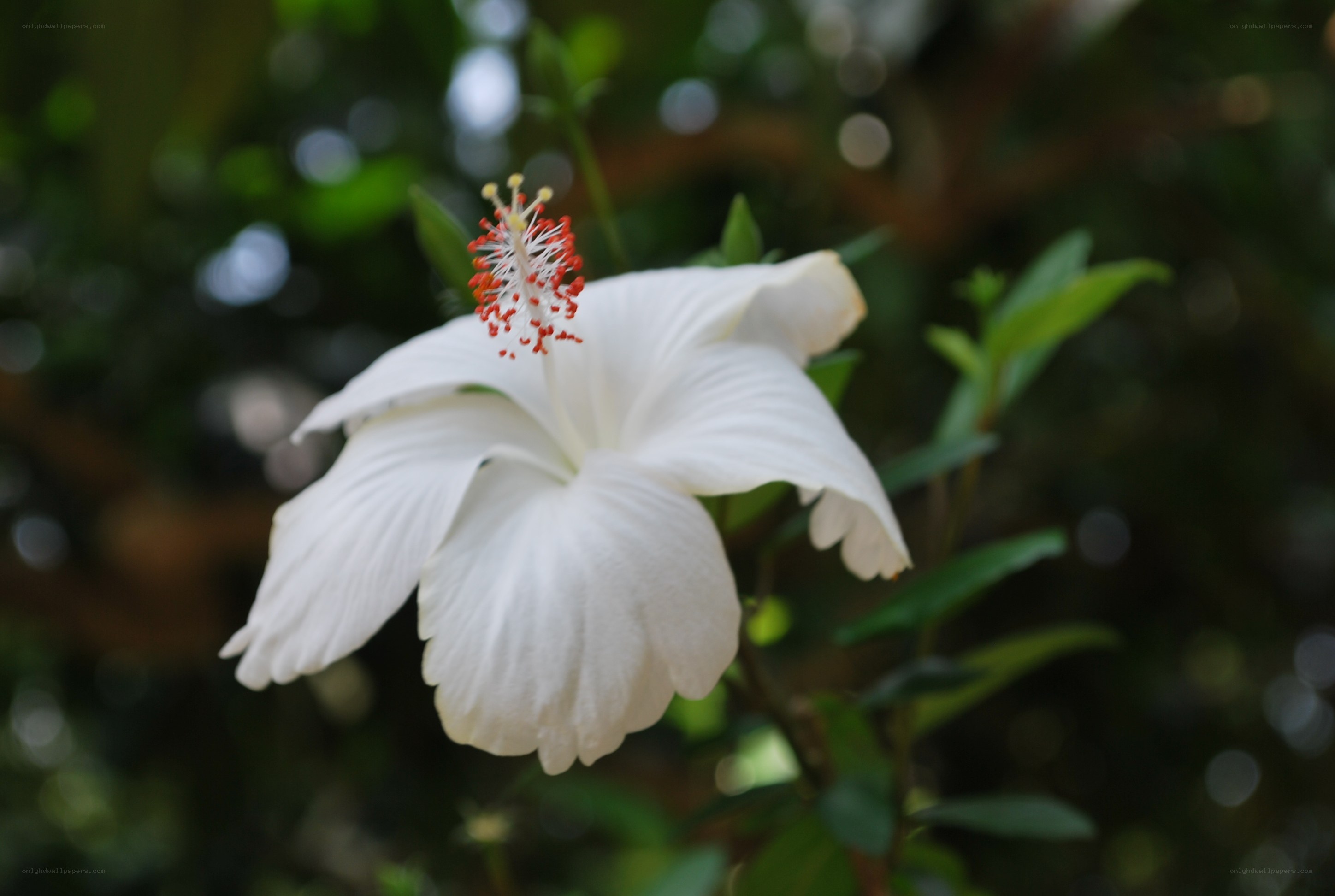white hibiscus flower