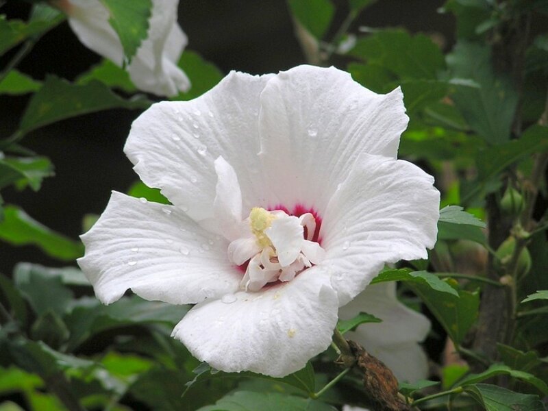 white hibiscus flower