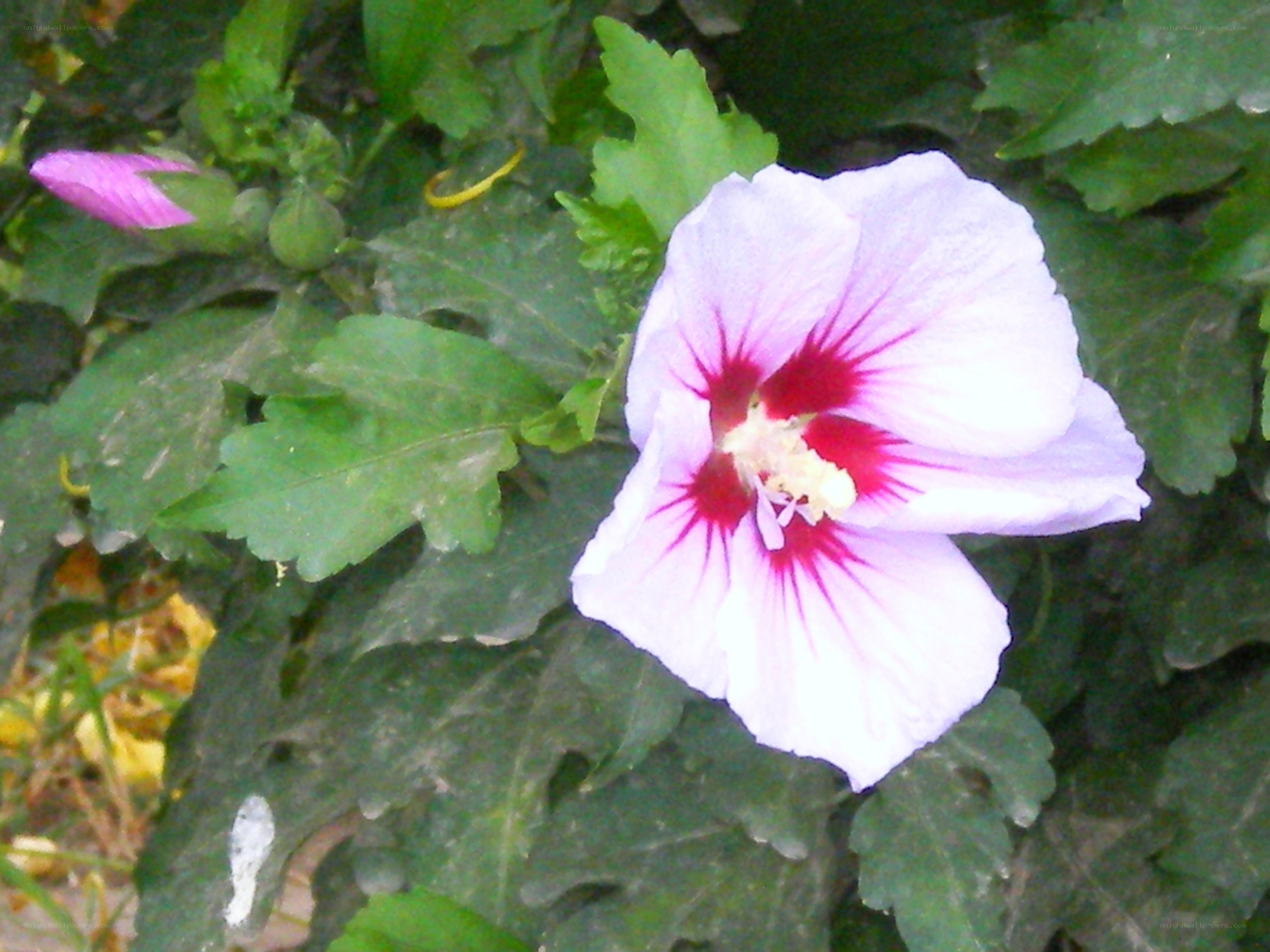 white hibiscus flower